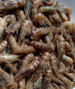 Crevettes grises pour plateau de fruits de mer à Oléron